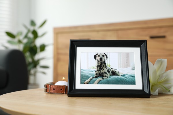 Pet,Funeral.,Frame,With,Picture,Of,Dog,,Collar,,Burning,Candle