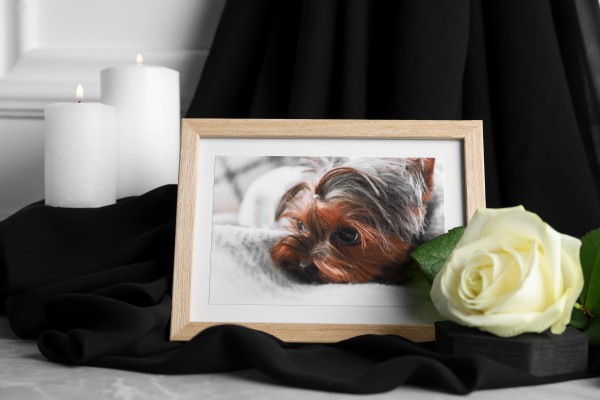 Frame,With,Picture,Of,Dog,,Burning,Candles,And,Rose,Flower